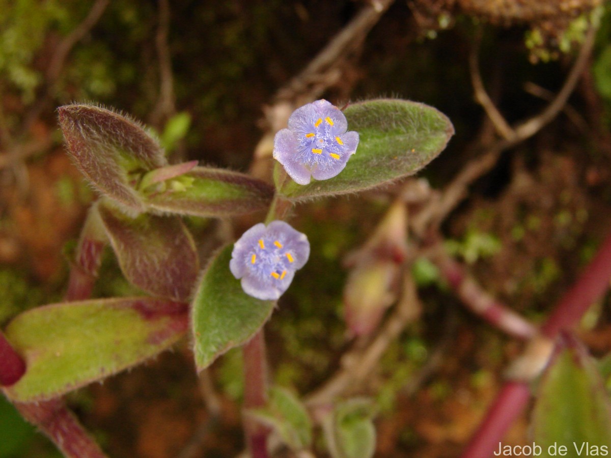 Cyanotis villosa (Spreng.) Schult. & Schult.f.
